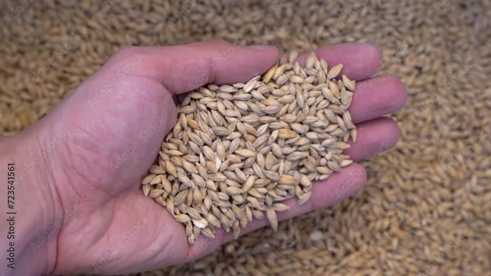 Male hand holding malt grains with a bed of grain in the background - close up vertical view Male hand holding malt grains with a bed of grain in the background - close up vertical view