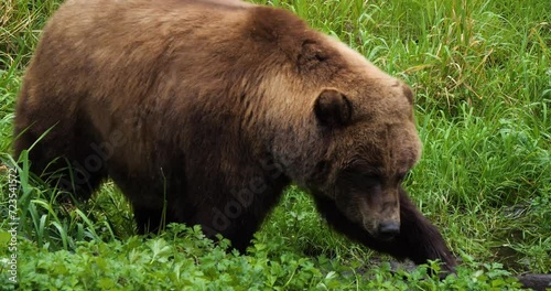 Wallpaper Mural Brown bear walking through tall grass, Alaska Torontodigital.ca