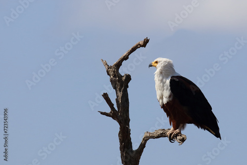 Afrikanischer Schreiseeadler / African fish-eagle / Haliaeetus vocifer.
