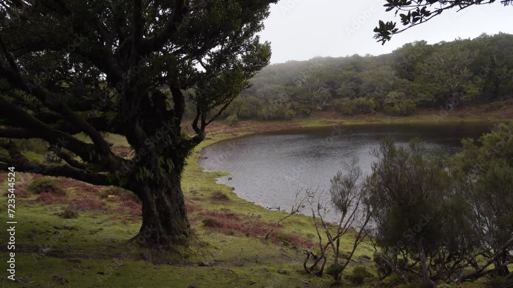 View of the Fanal Lagoon is a volcanic crater that fills after the rainy season, it is surrounded by the Laurissilva forest. Ancient laurel tree near the lagoon on the left side. Steady camera. View of the Fanal Lagoon is a volcanic crater that fills after the rainy season, it is surrounded by the Laurissilva forest. Ancient laurel tree near the lagoon on the left side. Steady camera.