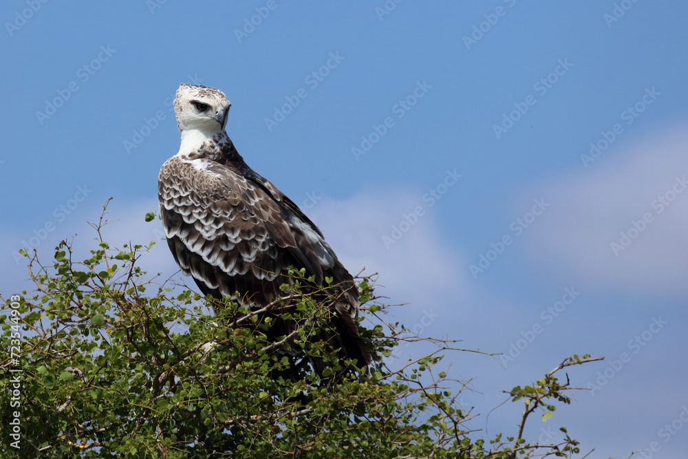 Kampfadler / Martial eagle / Polemaetus bellicosus. Kampfadler / Martial eagle / Polemaetus bellicosus.