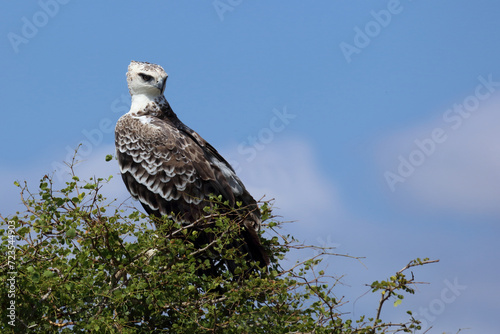 Kampfadler / Martial eagle / Polemaetus bellicosus.