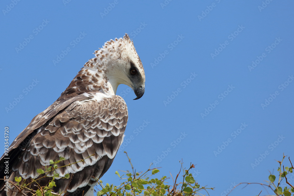 Kampfadler / Martial eagle / Polemaetus bellicosus. Kampfadler / Martial eagle / Polemaetus bellicosus.