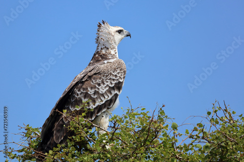Kampfadler / Martial eagle / Polemaetus bellicosus.