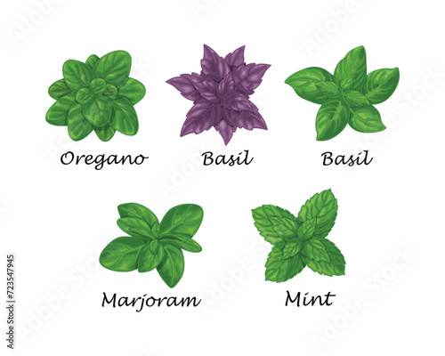 Spicy herbs. Basil, oregano and marjoram. A network of fresh herbs. Seasonings for cooking. A collection of spices. Vector illustration