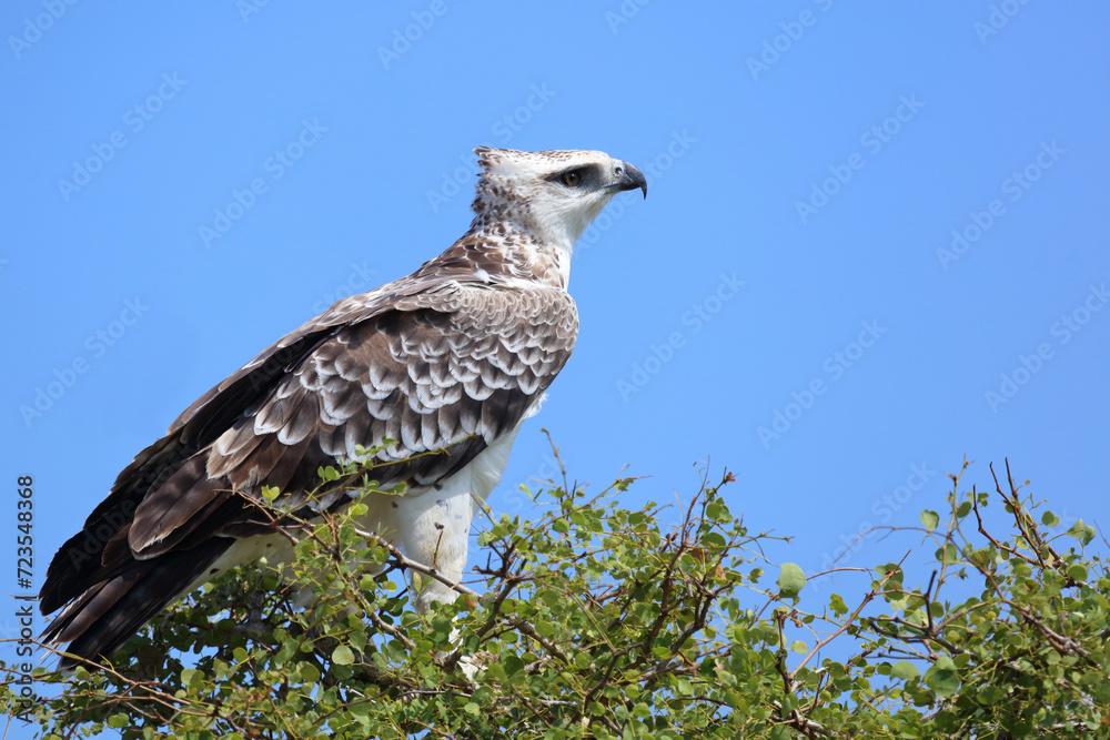 Kampfadler / Martial eagle / Polemaetus bellicosus. Kampfadler / Martial eagle / Polemaetus bellicosus.