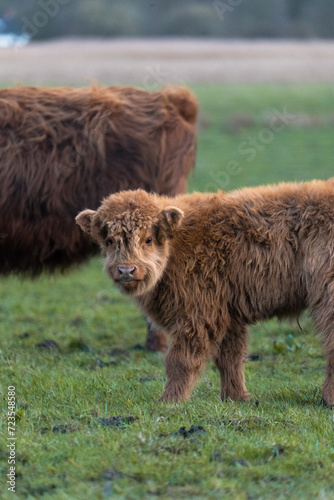 highland cow in a field