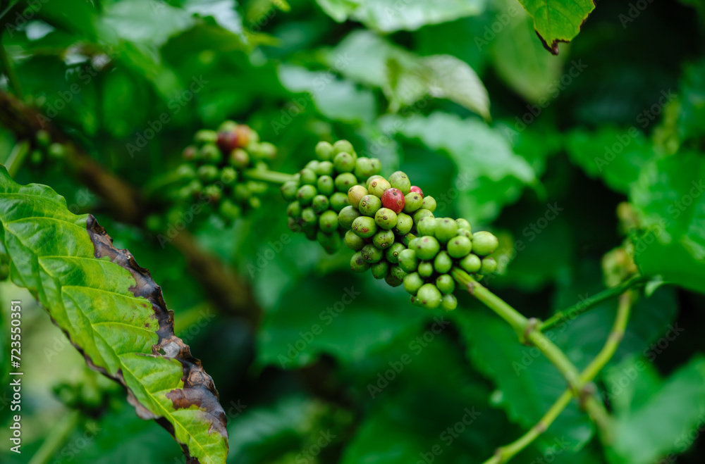 Coffee beans grow on tree Coffee beans grow on tree
