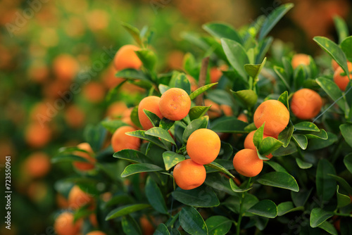 Chinese citrus for a happy chinese new year's decoration