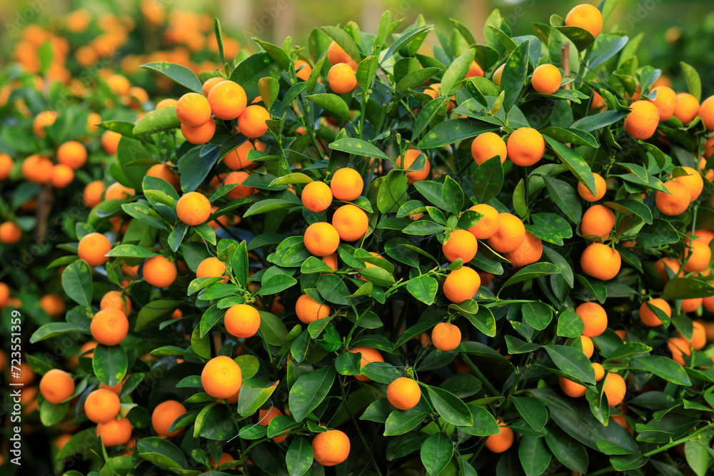 Chinese citrus  for a happy chinese new year's decoration