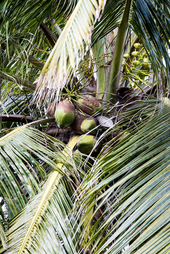 coconut tree