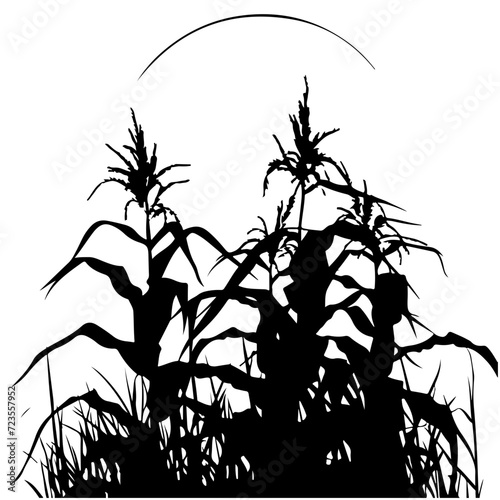Fototapeta Naklejka Na Ścianę i Meble -  Corn field at night