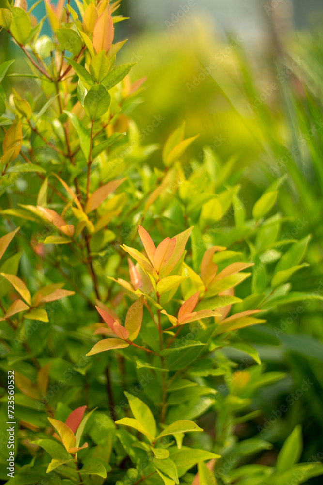 Fototapeta premium The dense foliage makes the mystery in the wild forests. The green leaves have dew drops on their stems, the sunlight sparkles behind the leaves