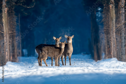 Three roe deers in the winter forest. Animal in natural habitat