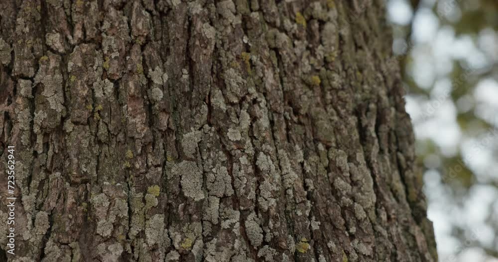 Texture Of Tree Bark In The Woods. - close up shot Texture Of Tree Bark In The Woods. - close up shot