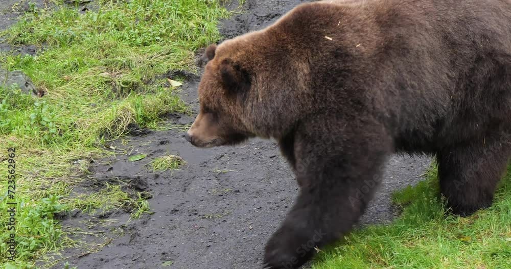 Closeup of a Brown bear walking slowly, Alaska Closeup of a Brown bear walking slowly, Alaska