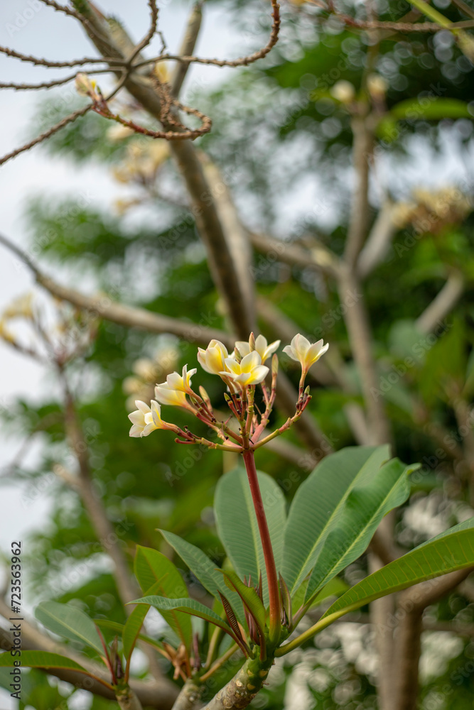 Cropped hand holding plumeria,Close-up of flowers blooming,Close-up of plumeria on white pebbles,Close-up of white plumeria flowers Cropped hand holding plumeria,Close-up of flowers blooming,Close-up of plumeria on white pebbles,Close-up of white plumeria flowers