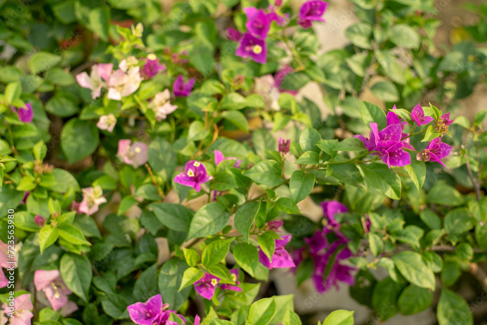 Close-up of pink bougainvillea flower, Close-up of yellow flowering plant,Closeup Group of Yellow Bougainvillea Flowers Isolated on Background, Close-up of pink bougainvillea flower, Close-up of yellow flowering plant,Closeup Group of Yellow Bougainvillea Flowers Isolated on Background,