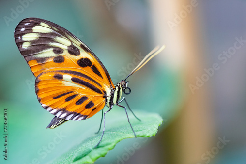 Butterfly on a leaf  © scott