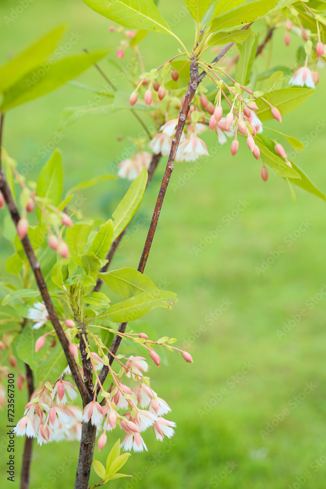 Elaeocarpus grandiflorus Sm. flowers blooming in a garden. Elaeocarpus grandiflorus Sm. flowers blooming in a garden.