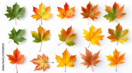 Collection autumn maple leaves isolated on white background.