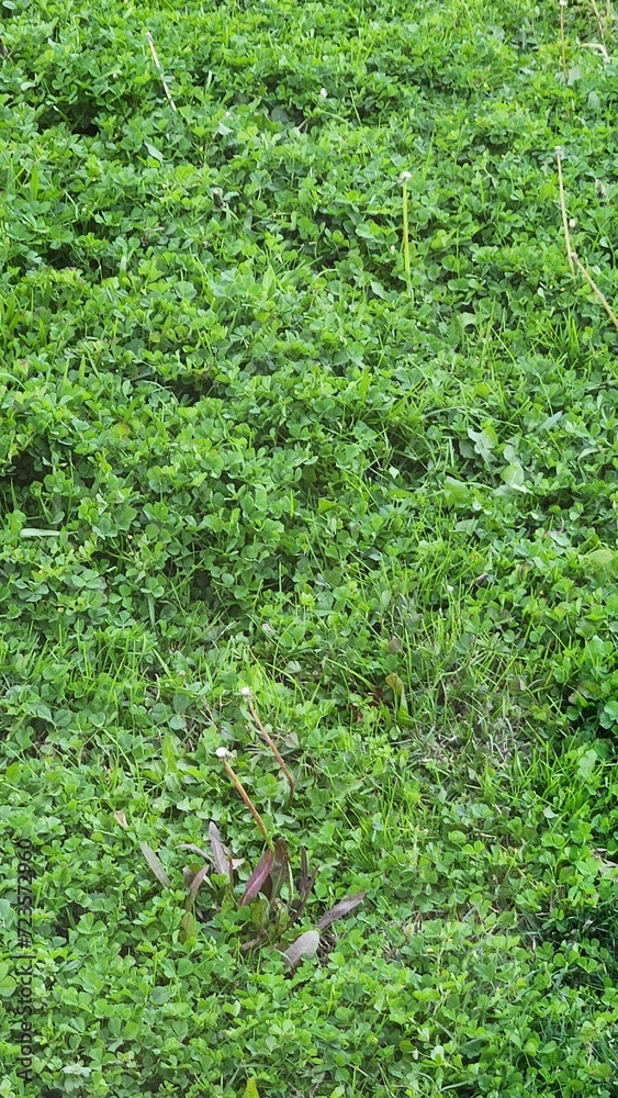 green grass background green grass background
