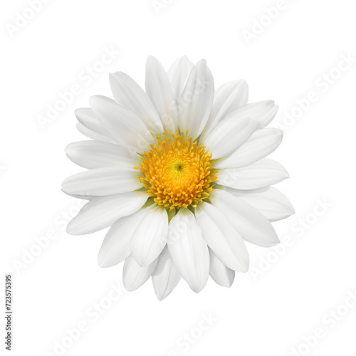 watercolor-of-compressed-petals-in-the-middle-position-with-no-background-embracing-minimalism