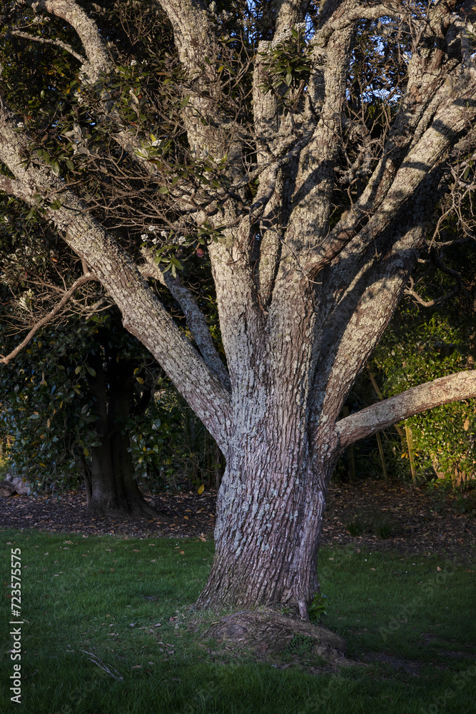 Tree at Bayfield park Auckland New Zealand Tree at Bayfield park Auckland New Zealand