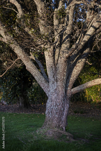 Tree at Bayfield park Auckland New Zealand