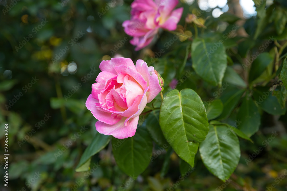 Flowers in spring. New Zealand. Roses. Flowers in spring. New Zealand. Roses.