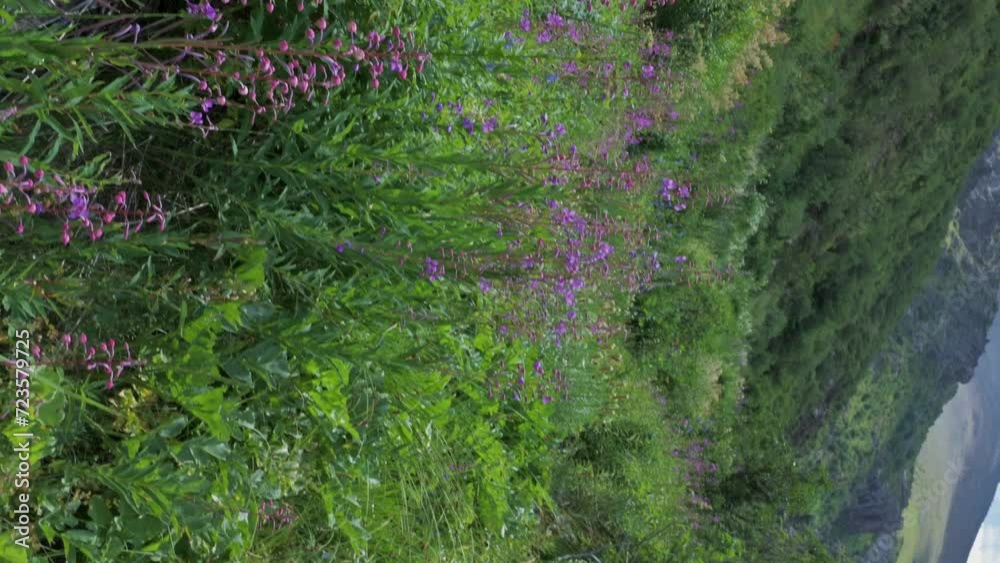 Blooming purple flowers of the chamaenerion angustifolium plant on a green meadow in summer. Vertical Blooming purple flowers of the chamaenerion angustifolium plant on a green meadow in summer. Vertical