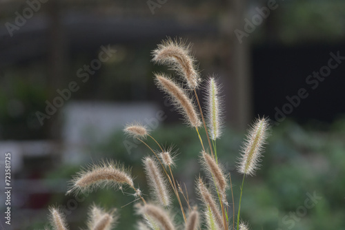 Grass flowers are clumps of grass fluttering in the wind.