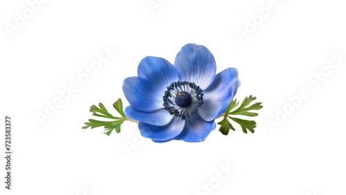 Blue anemone flower isolated on transparent background.