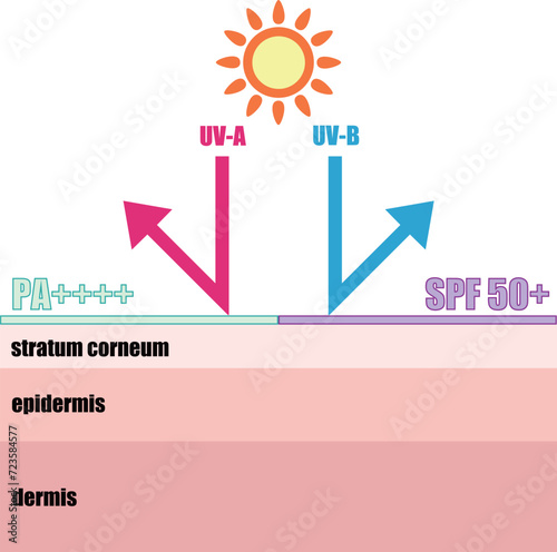 日焼け止めが紫外線から肌を守るイメージイラスト