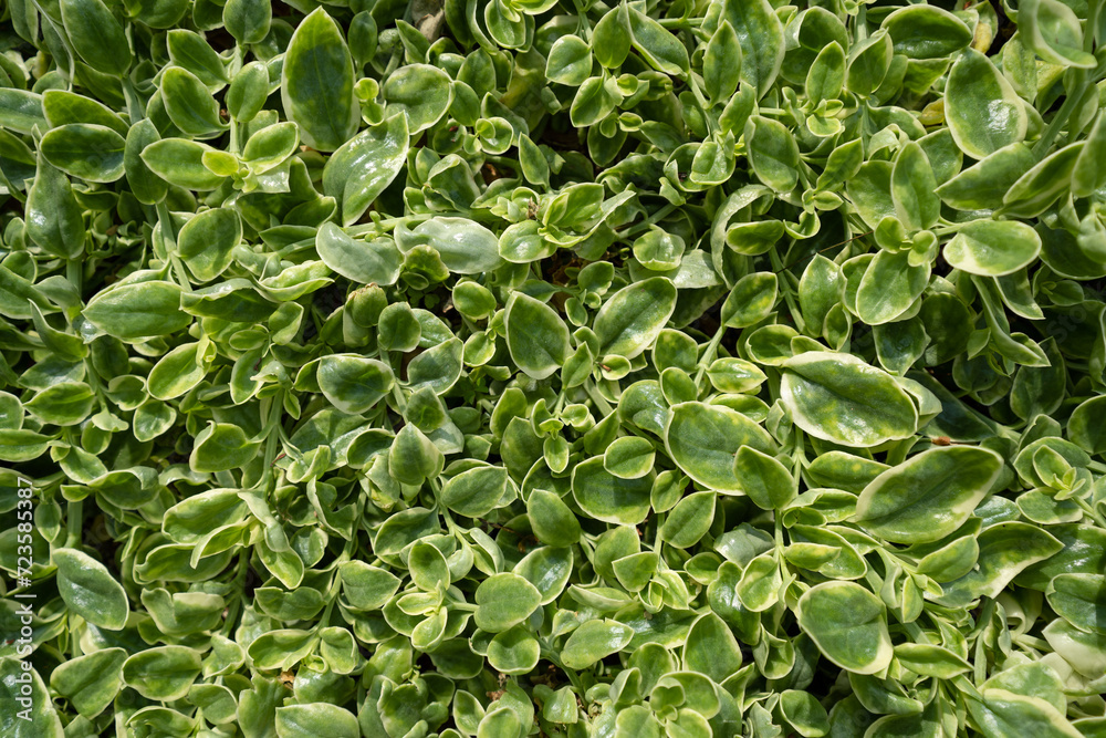 Baby Sun Rose (Mesembryanthemum cordifolium cv. 'Variegata’) plant growing bushy. Baby Sun Rose foliage background Baby Sun Rose (Mesembryanthemum cordifolium cv. 'Variegata’) plant growing bushy. Baby Sun Rose foliage background