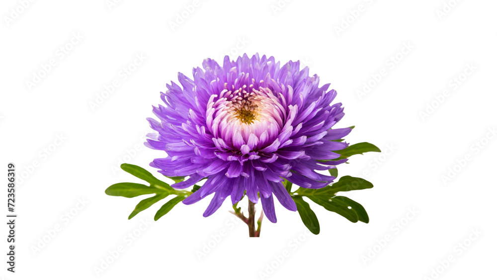 Purple flower isolated on transparent