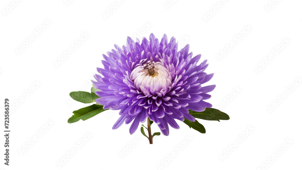 Purple flower isolated on transparent