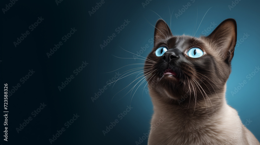 Cute banner with a siamese cat looking up on blue background