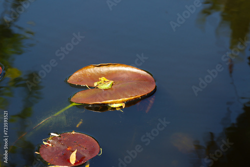 Water lilies growing in a pond.