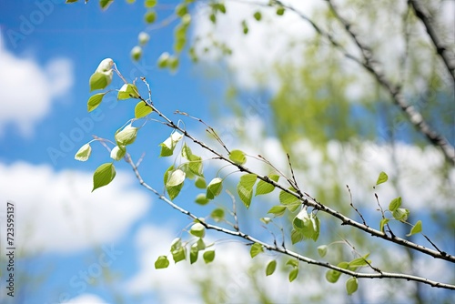 Emerald green birch leaves and birch buds in sparkling blue sky landscape