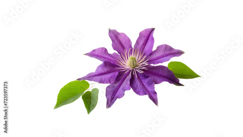 Purple clematis flower isolated on transparent background.