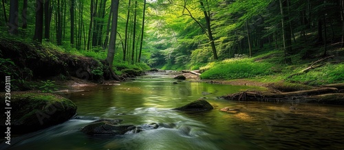 Lush woods and pristine river