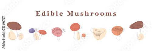 large set of edible mushrooms. line art with colored spot. Isolated vector illustration.