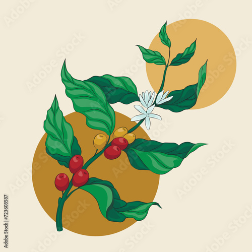 A sprig of coffee, with berries and flowers in color. Vector stock drawing.