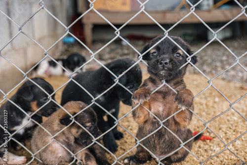 Pack of stray puppies dog and a brown puppy clinging on a cage photo
