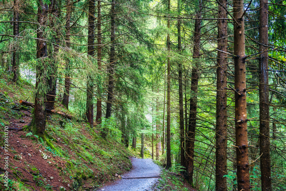 Obraz premium Lush landscape green pine forest and pathway in national park