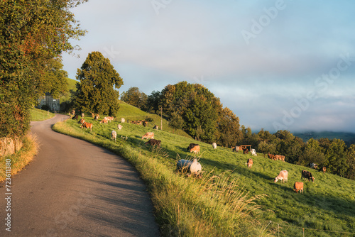 Herd of cow grazing grass on pasture hill and rural road in rustic village in the morning