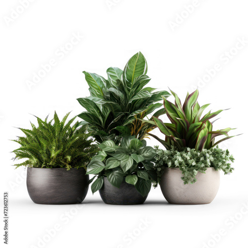 Three different plants in different containers on transparency background PNG