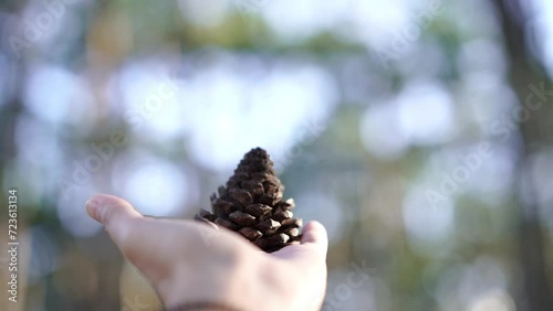 tilt shot of hand holding pinecone in the middle of blurred bokeh background of pine forest
