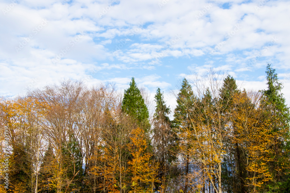 Forest view and landscape Forest view and landscape